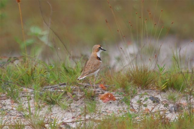 Schlankschnabel-Regenpfeifer - ML642557427