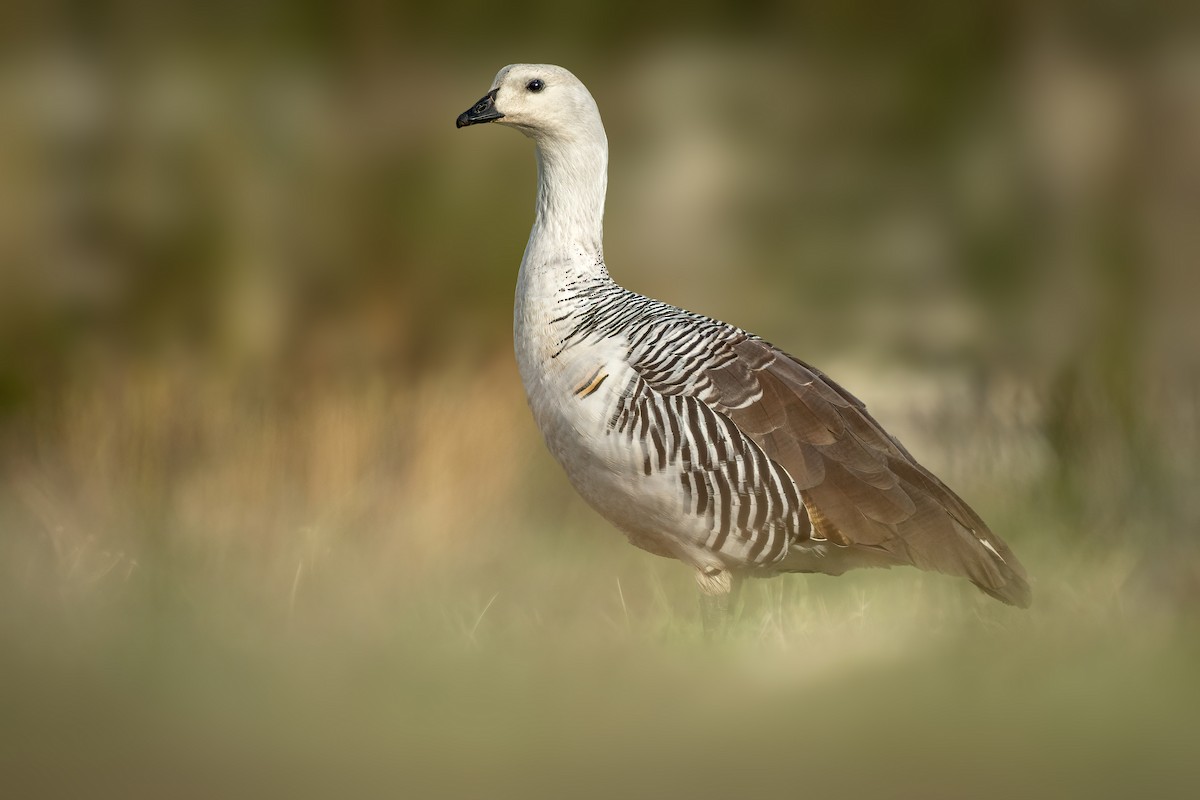 Upland Goose - ML642557431