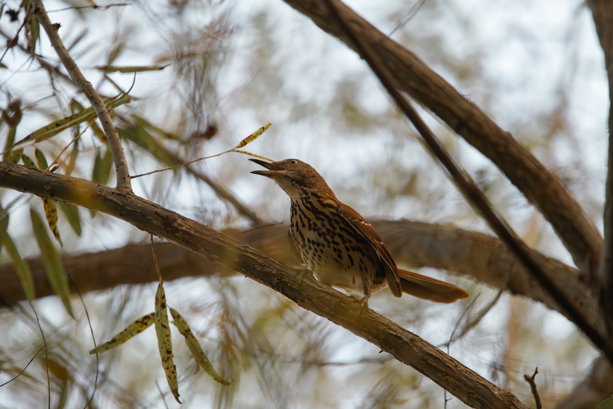 Brown Thrasher - ML642557435