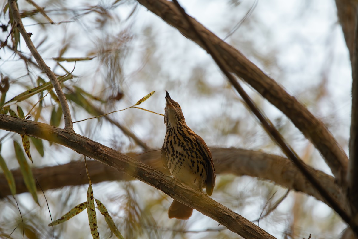 Brown Thrasher - ML642557436