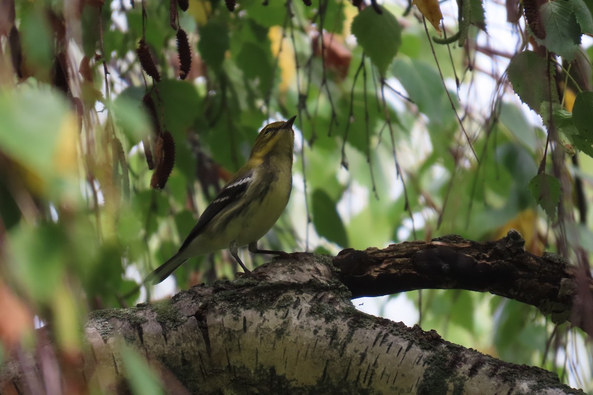 Black-throated Green Warbler - ML642557438