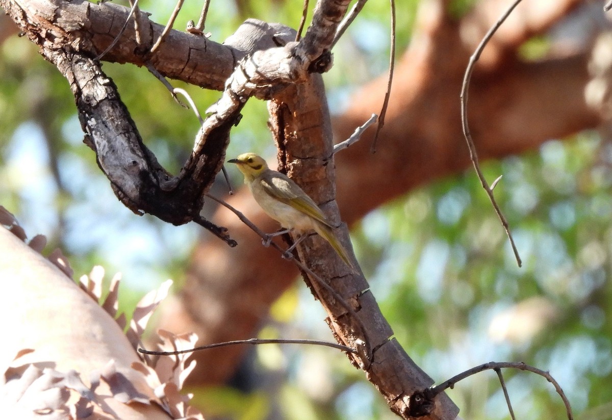 Yellow-tinted Honeyeater - ML642557462