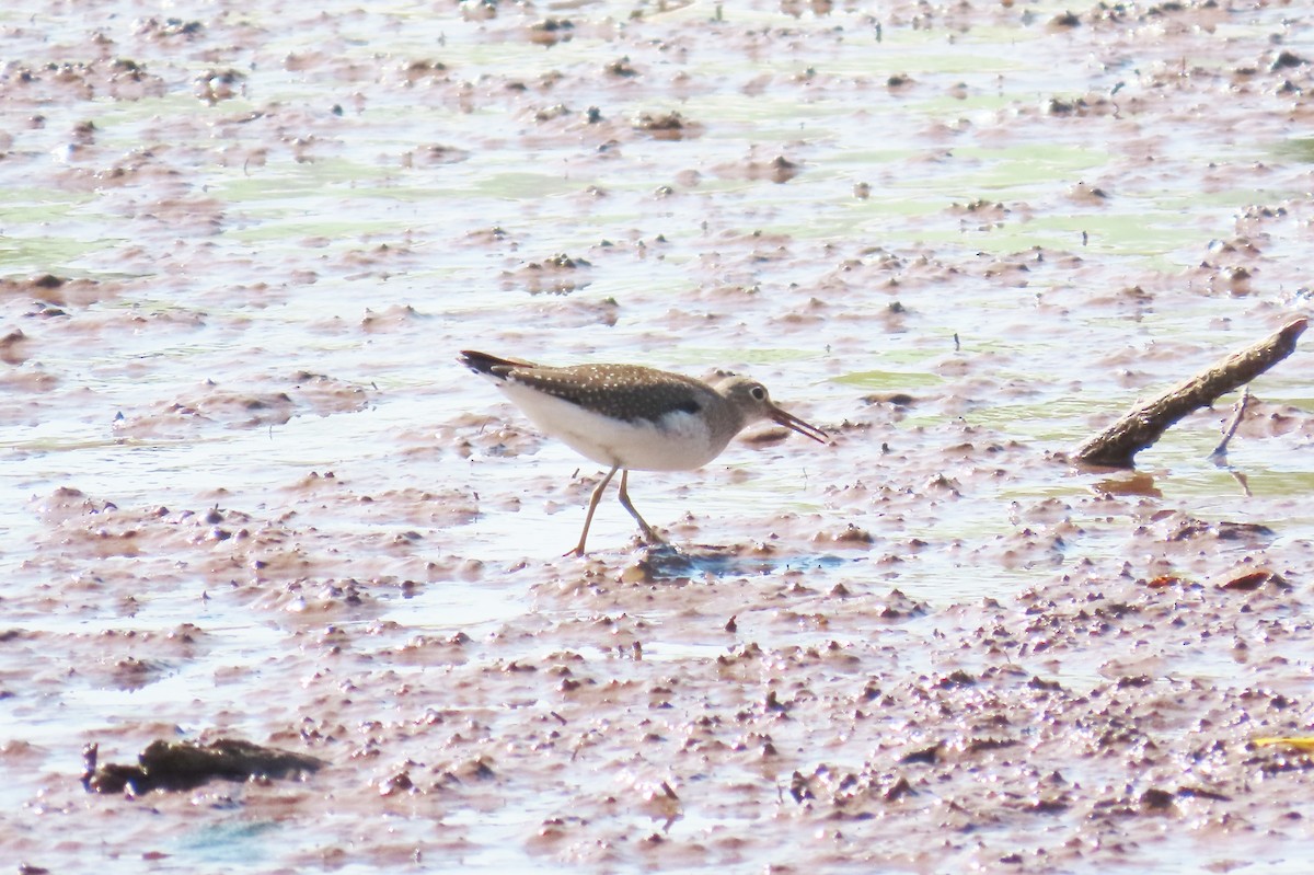 Solitary Sandpiper - ML642557463