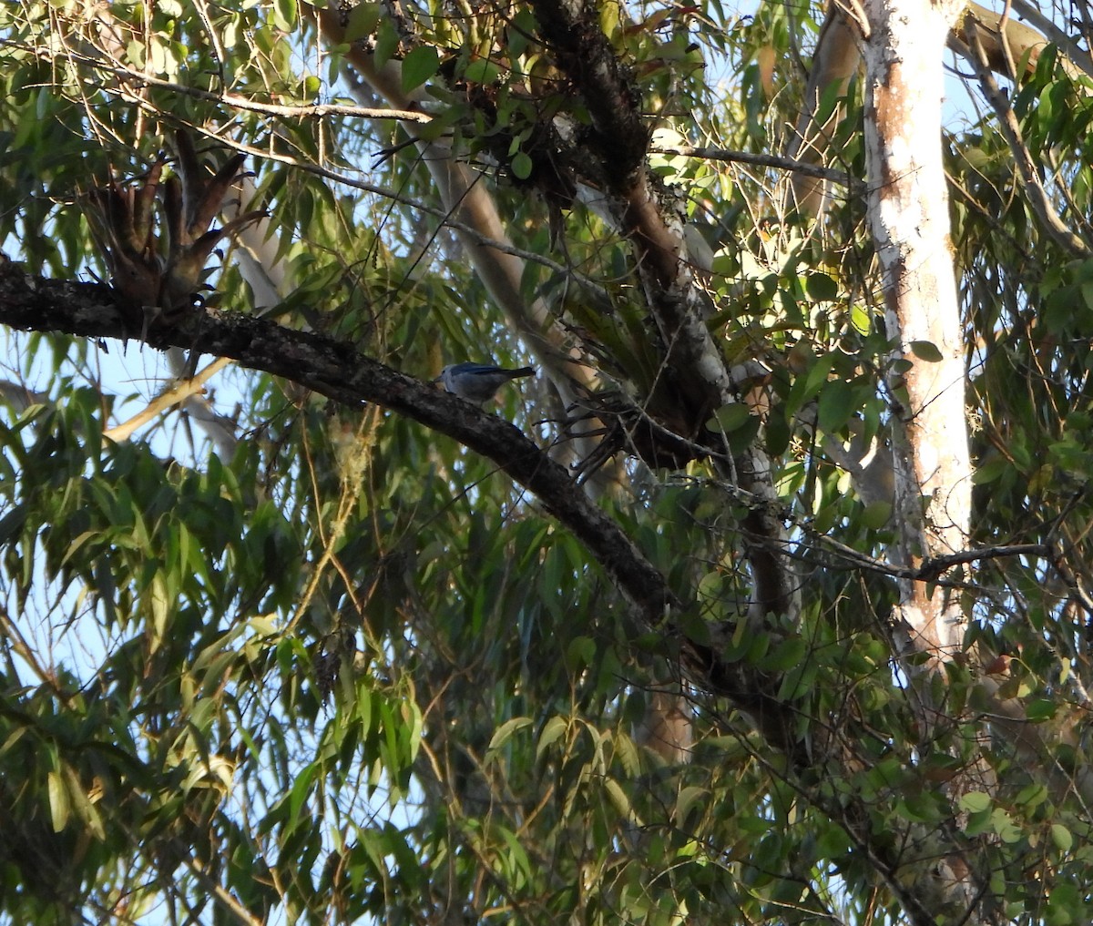 Blue-gray Tanager - ML642557471