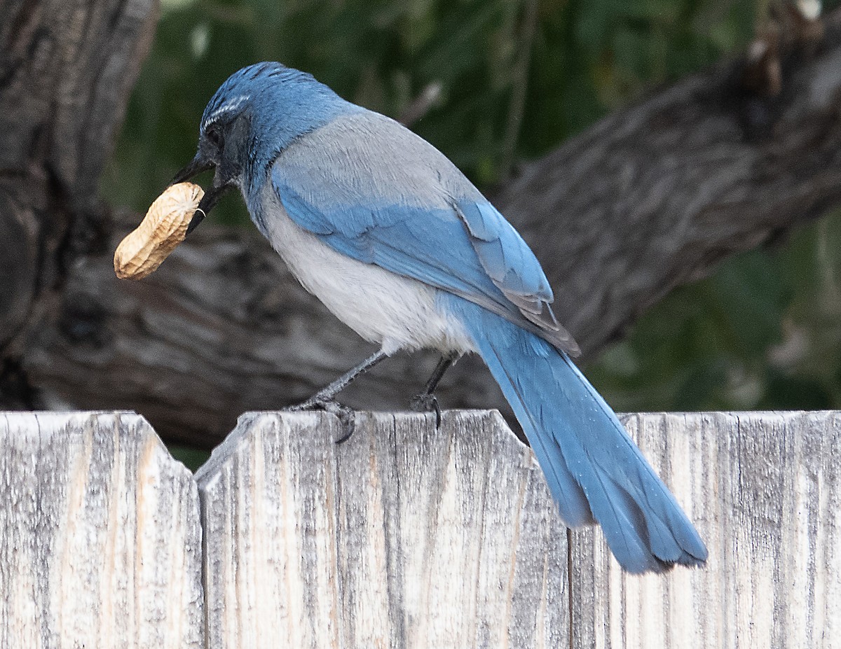 Woodhouse's Scrub-Jay - ML642557486