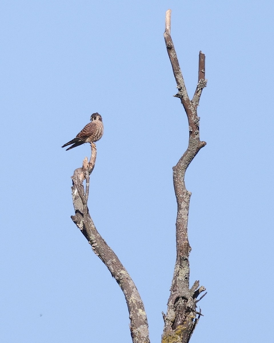 American Kestrel - ML642557493