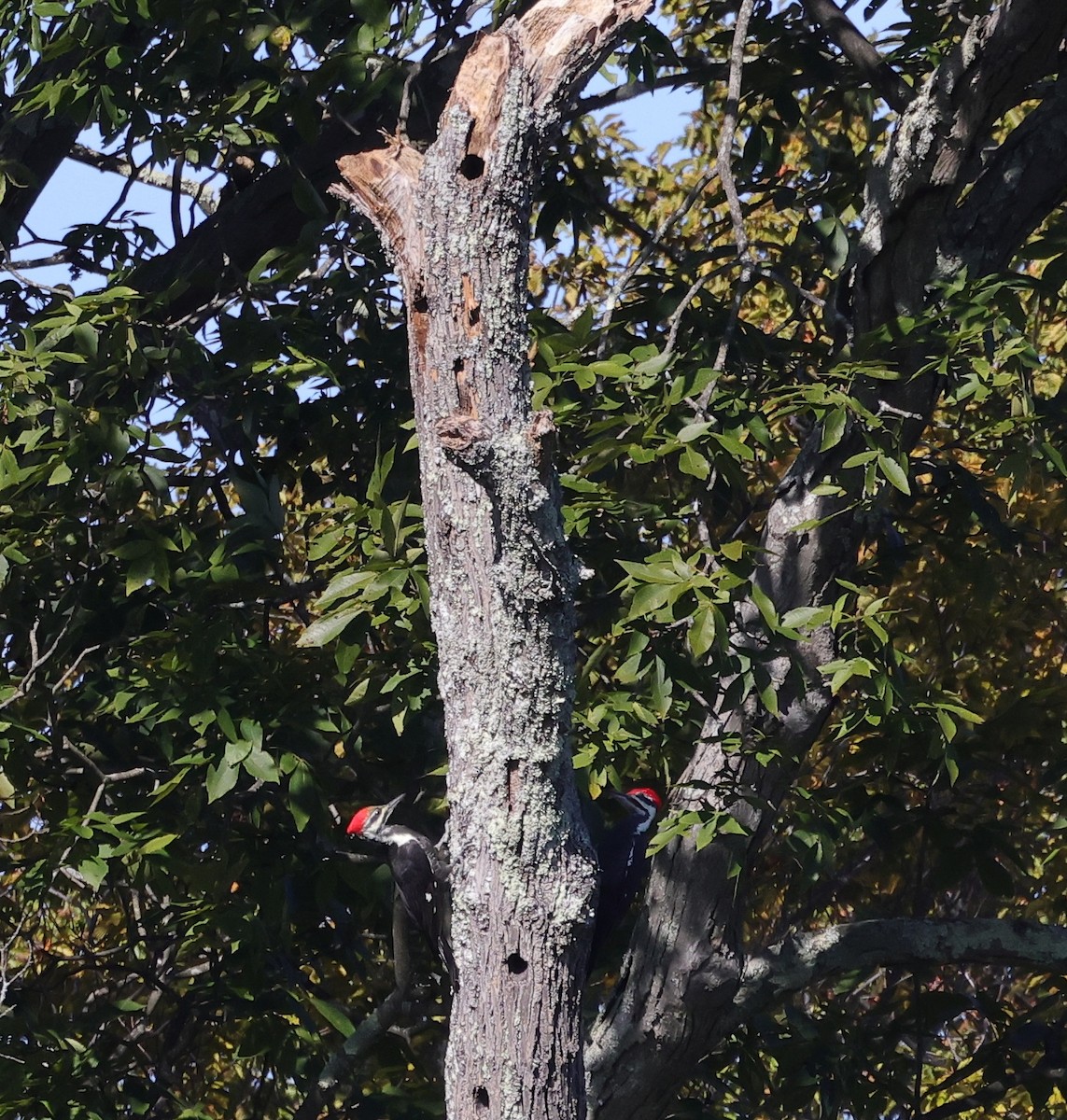 Pileated Woodpecker - ML642557513