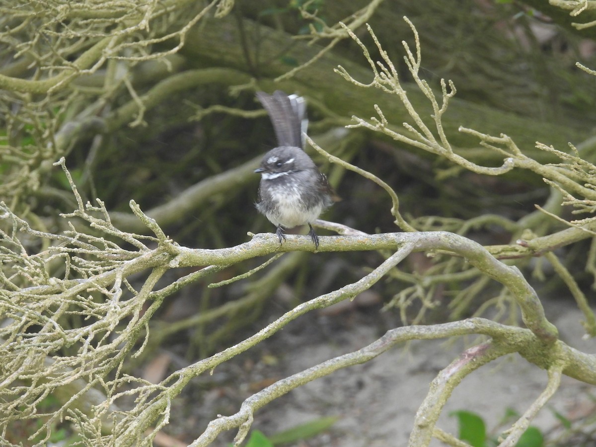 Gray Fantail - ML642557522