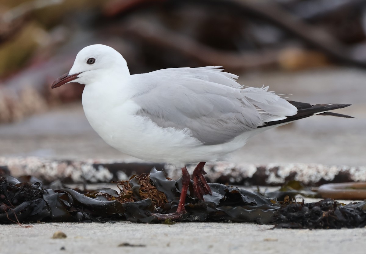 Hartlaub's Gull - ML642557526