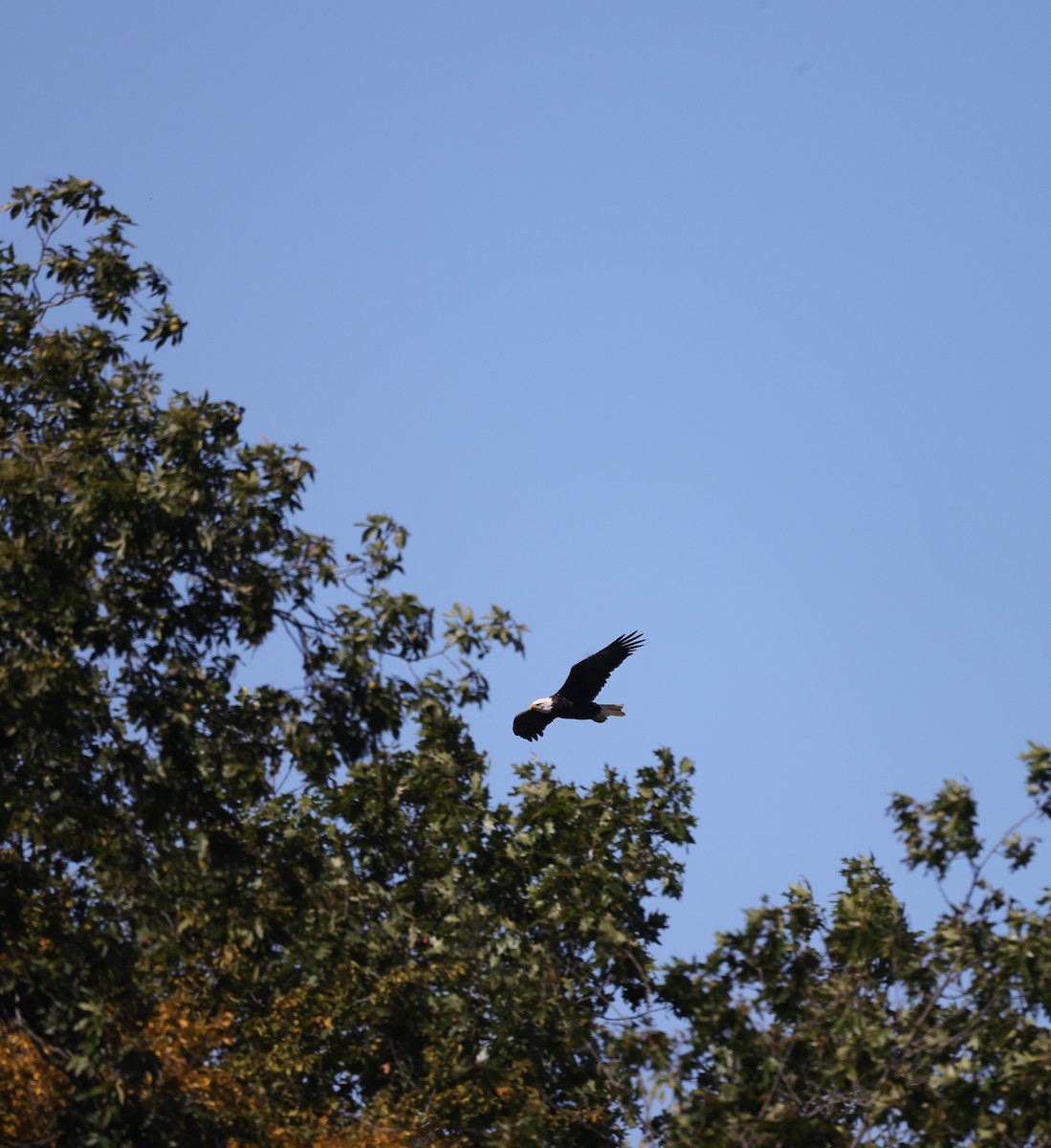 Bald Eagle - ML642557529