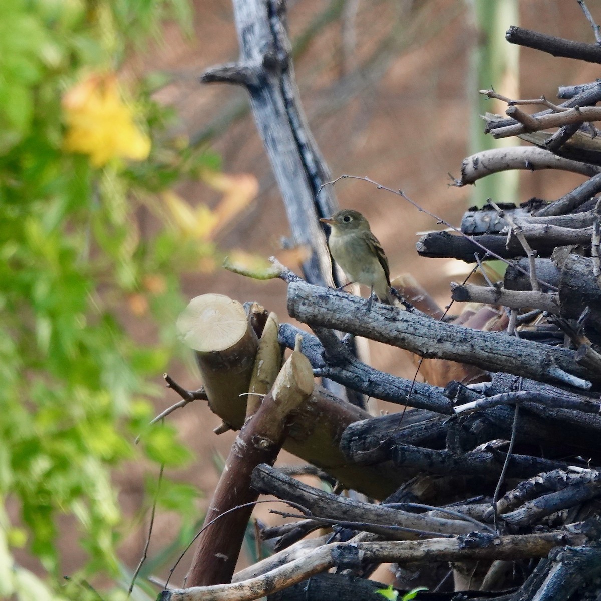 Western Flycatcher (Pacific-slope) - ML642557530