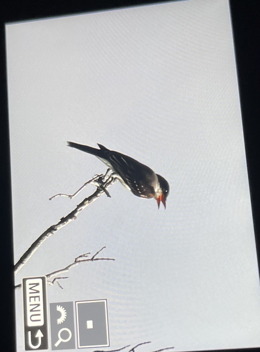 Eastern Kingbird - ML642557536
