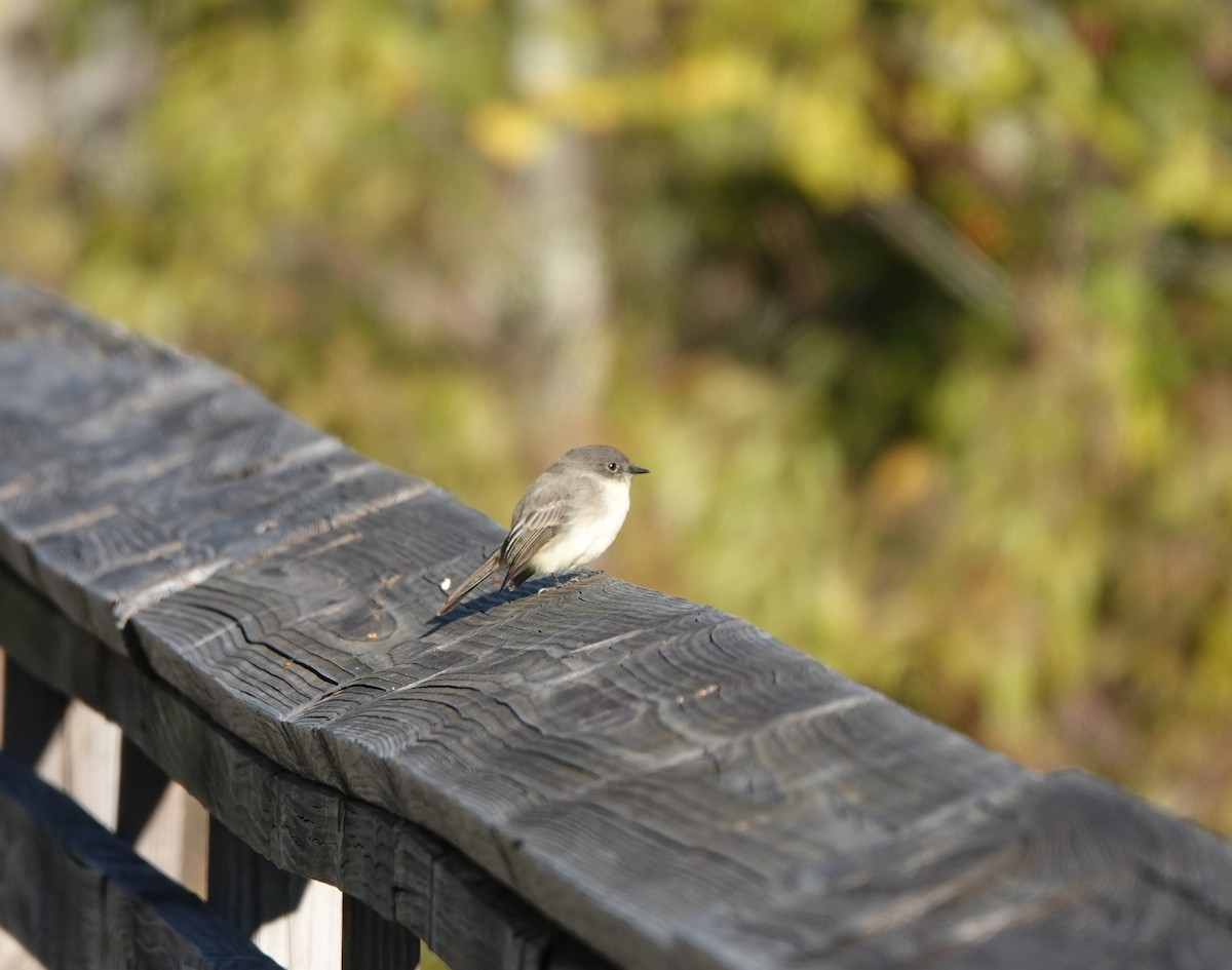 Eastern Phoebe - ML642557550