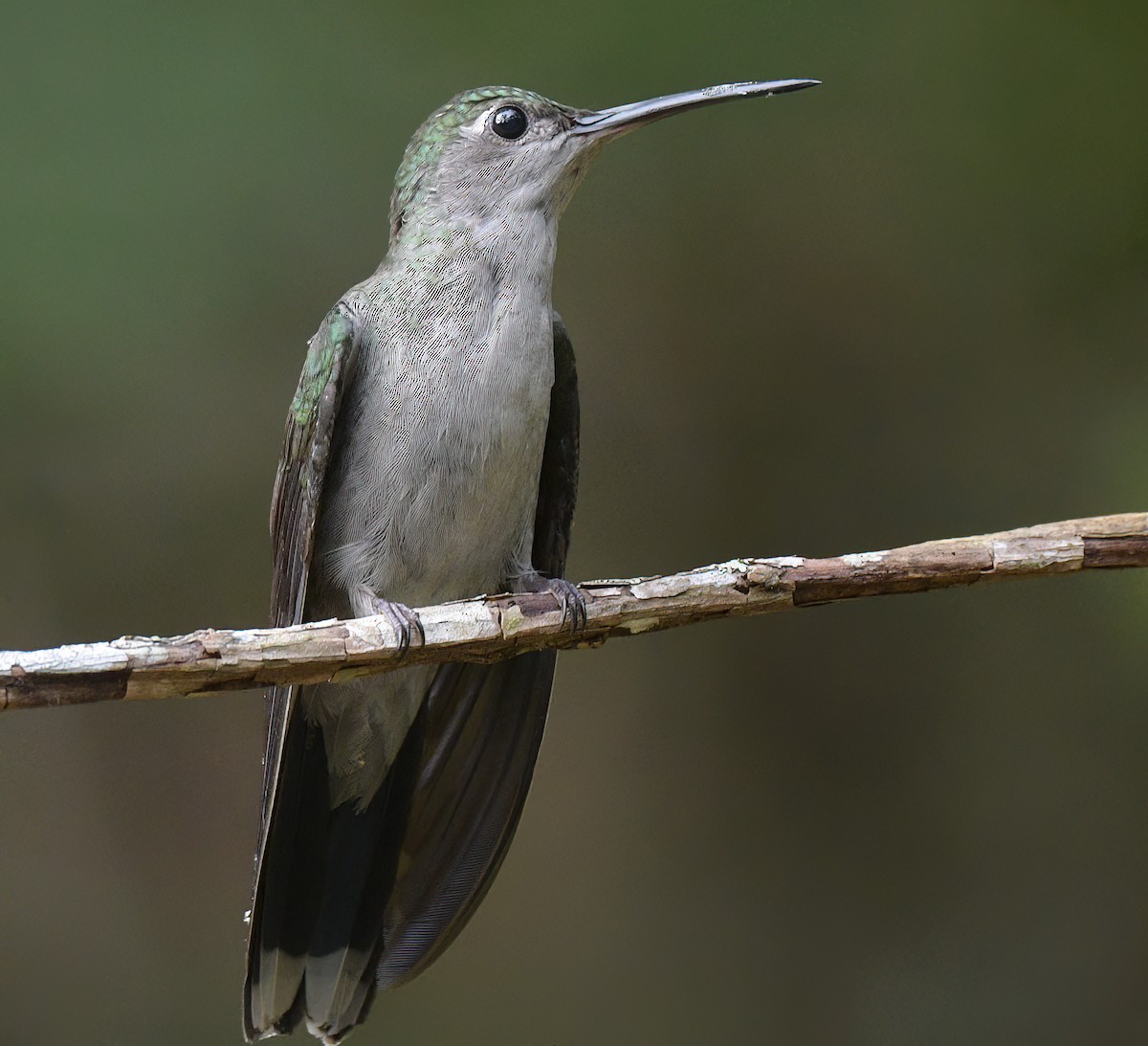 Gray-breasted Sabrewing - ML642557565