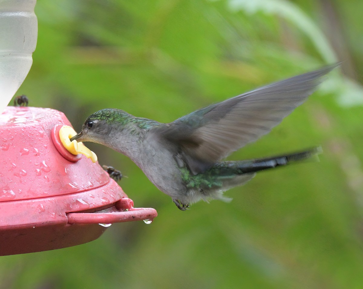 Gray-breasted Sabrewing - ML642557566