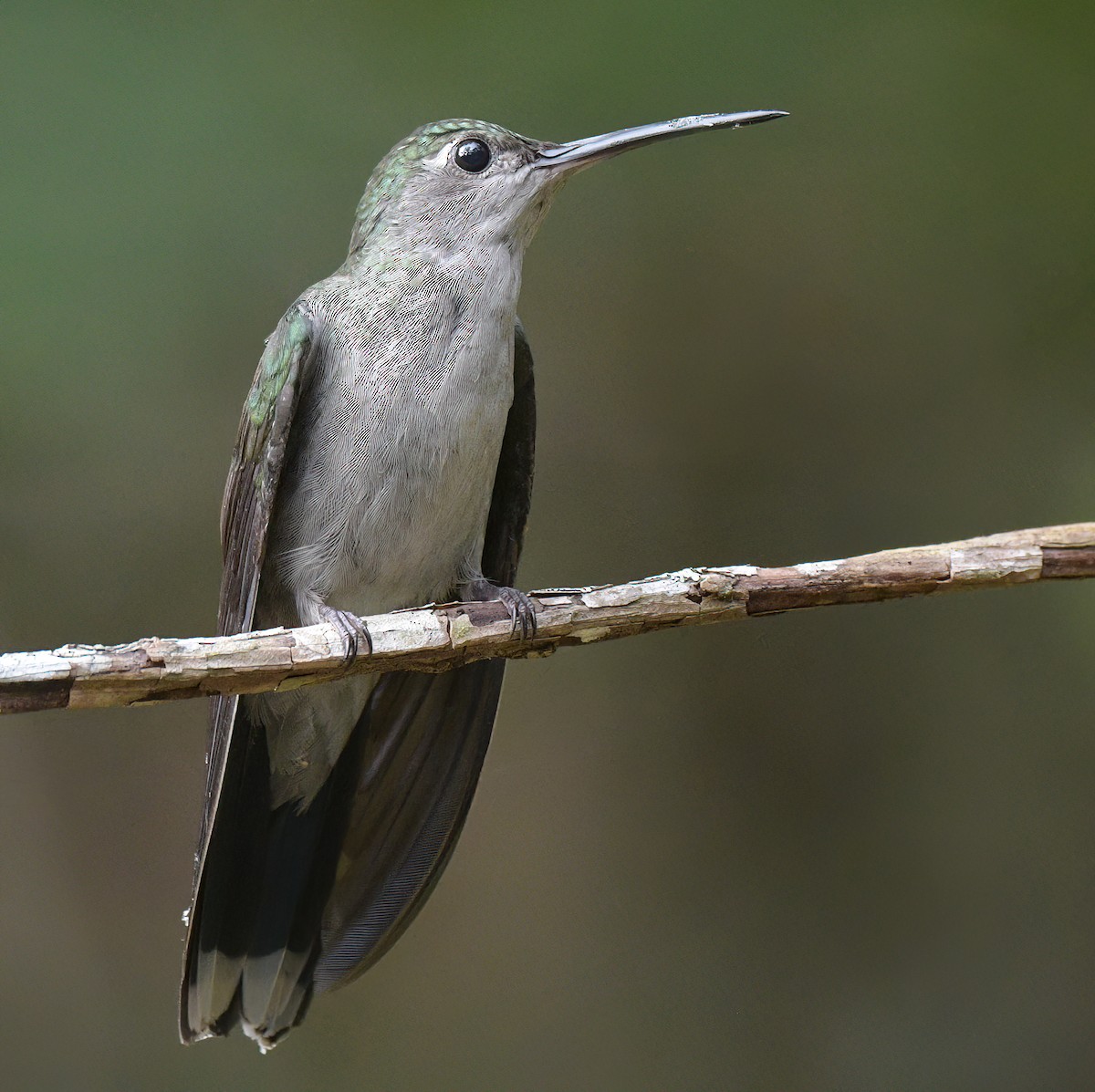 Gray-breasted Sabrewing - ML642557567