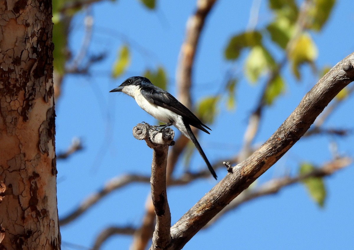 Paperbark Flycatcher - ML642557578