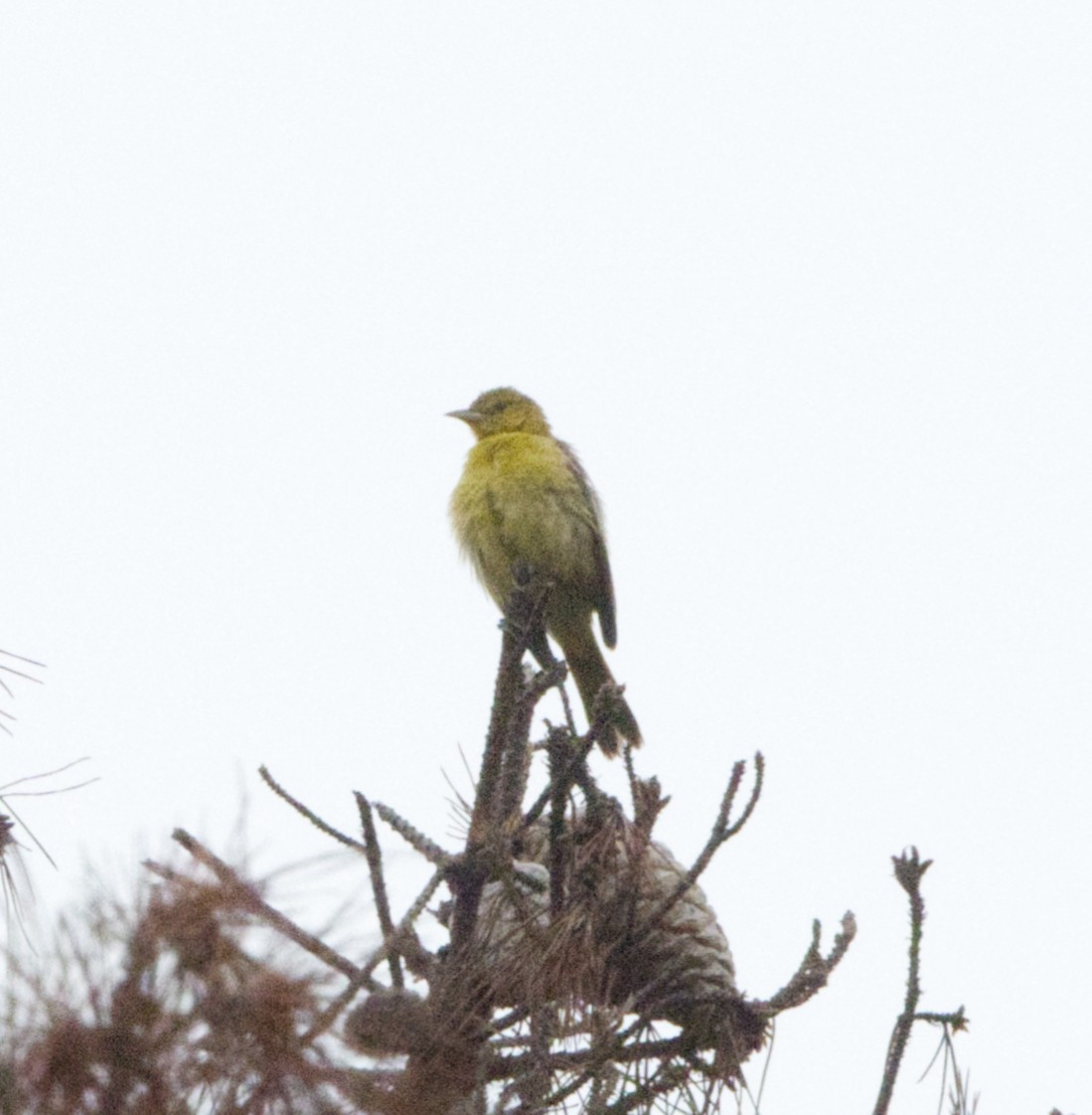Orchard Oriole - ML642557584