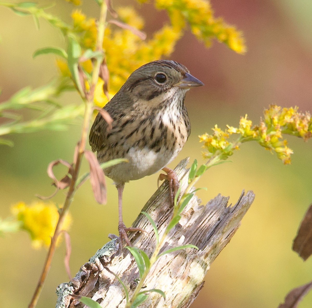 Lincoln's Sparrow - ML642557597