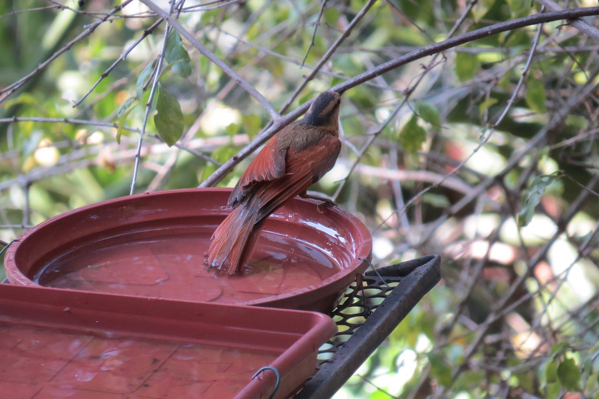 Buff-fronted Foliage-gleaner - ML642557598