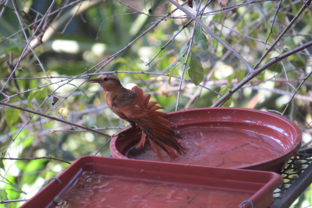 Buff-fronted Foliage-gleaner - ML642557599