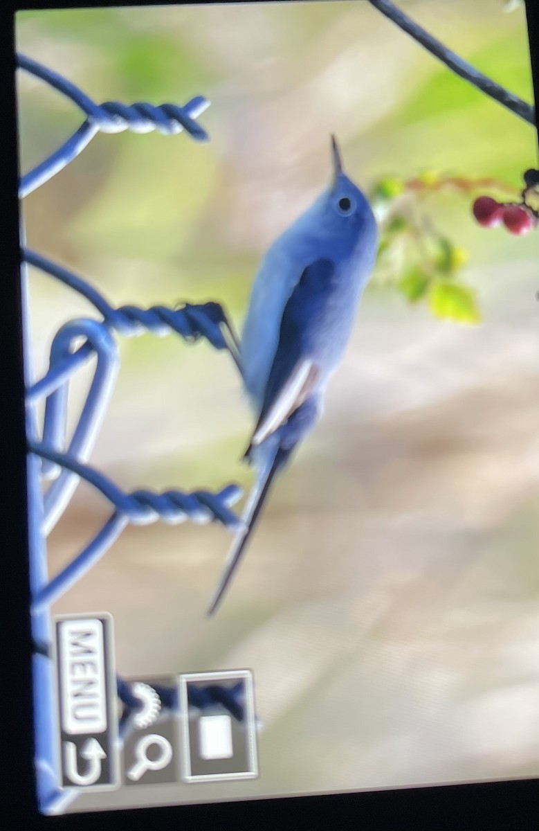 Blue-gray Gnatcatcher - ML642557630