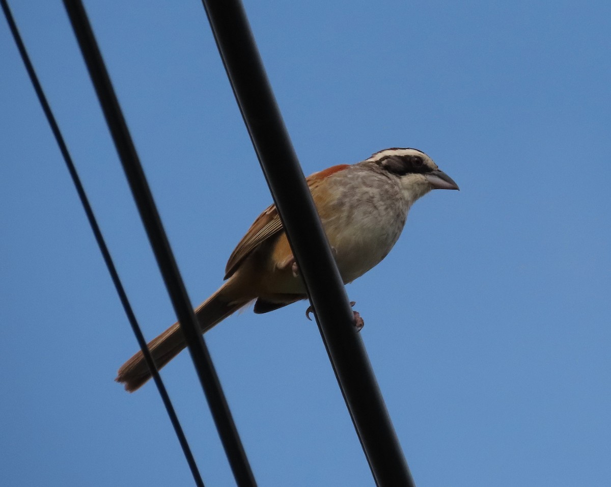 Stripe-headed Sparrow - ML642557637