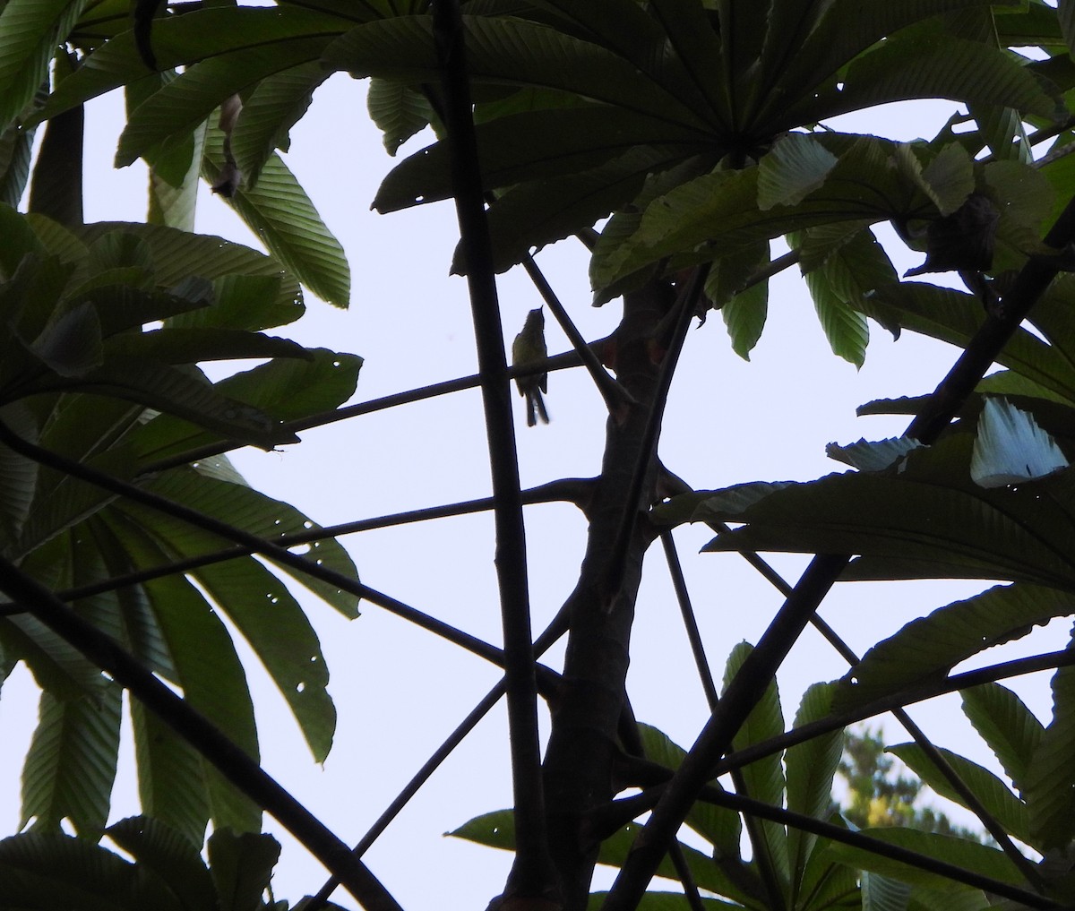 Olive-striped Flycatcher - ML642557641
