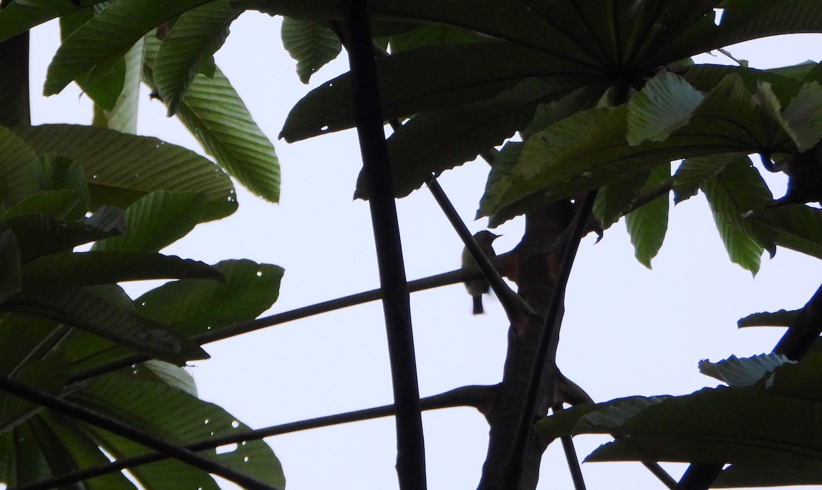 Olive-striped Flycatcher - ML642557642