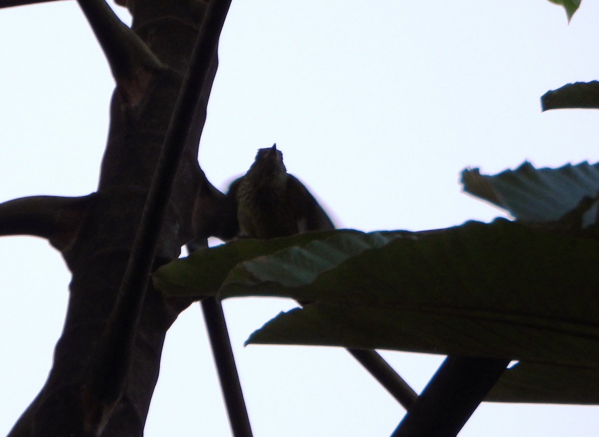 Olive-striped Flycatcher - ML642557643