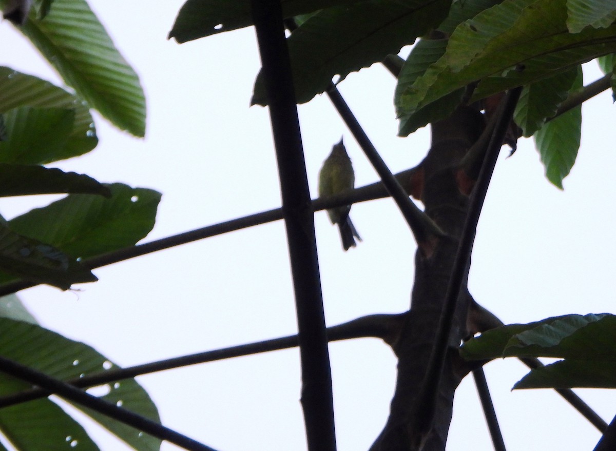 Olive-striped Flycatcher - ML642557645