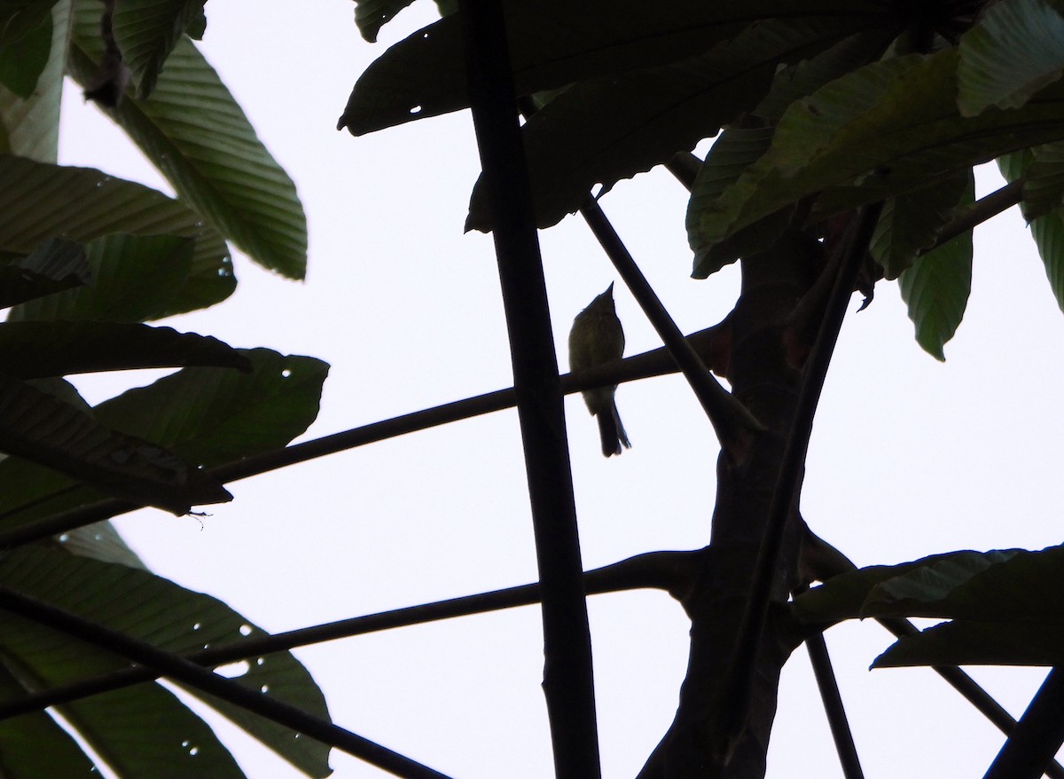 Olive-striped Flycatcher - ML642557647