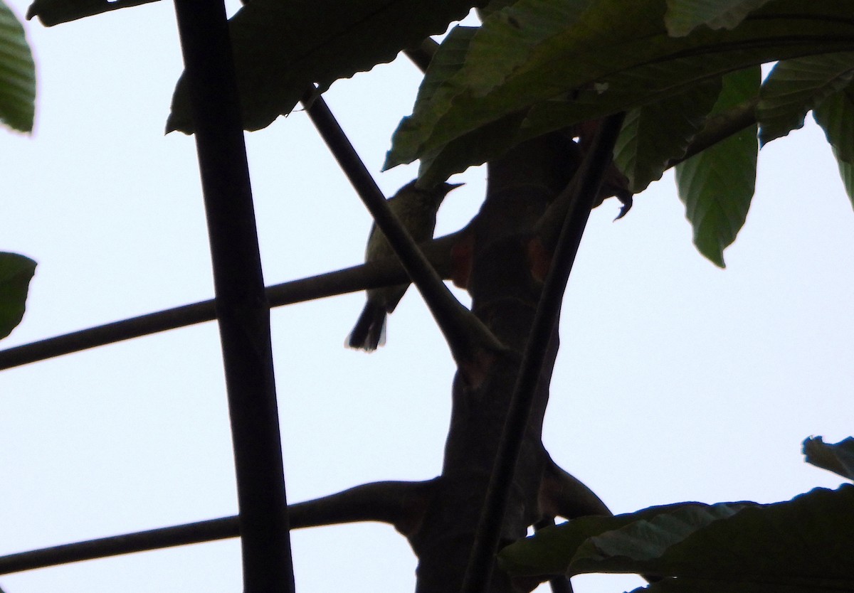 Olive-striped Flycatcher - ML642557648