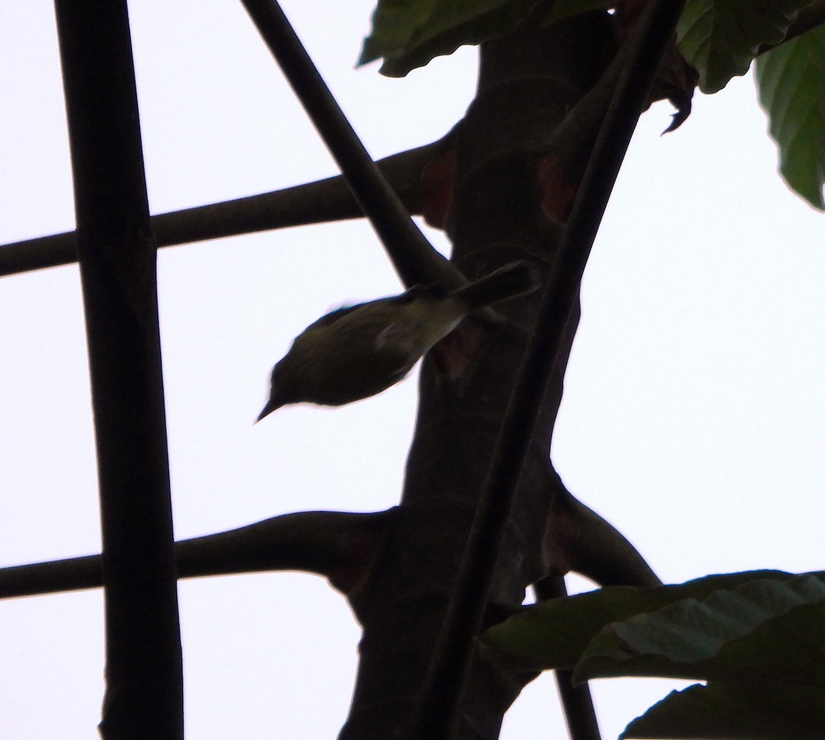 Olive-striped Flycatcher - ML642557649