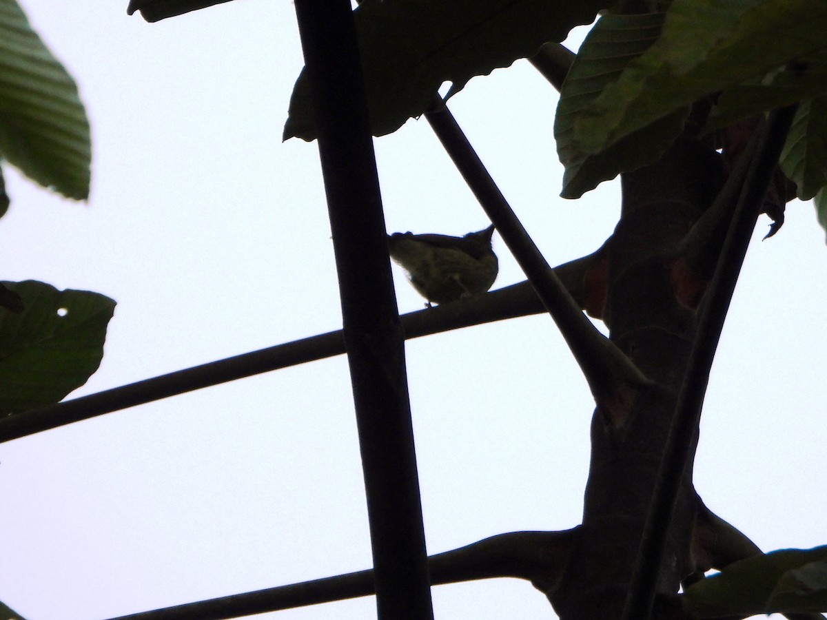 Olive-striped Flycatcher - ML642557650