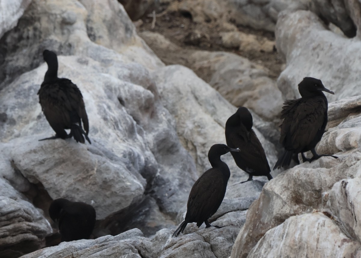 Cormoran des bancs - ML642557652