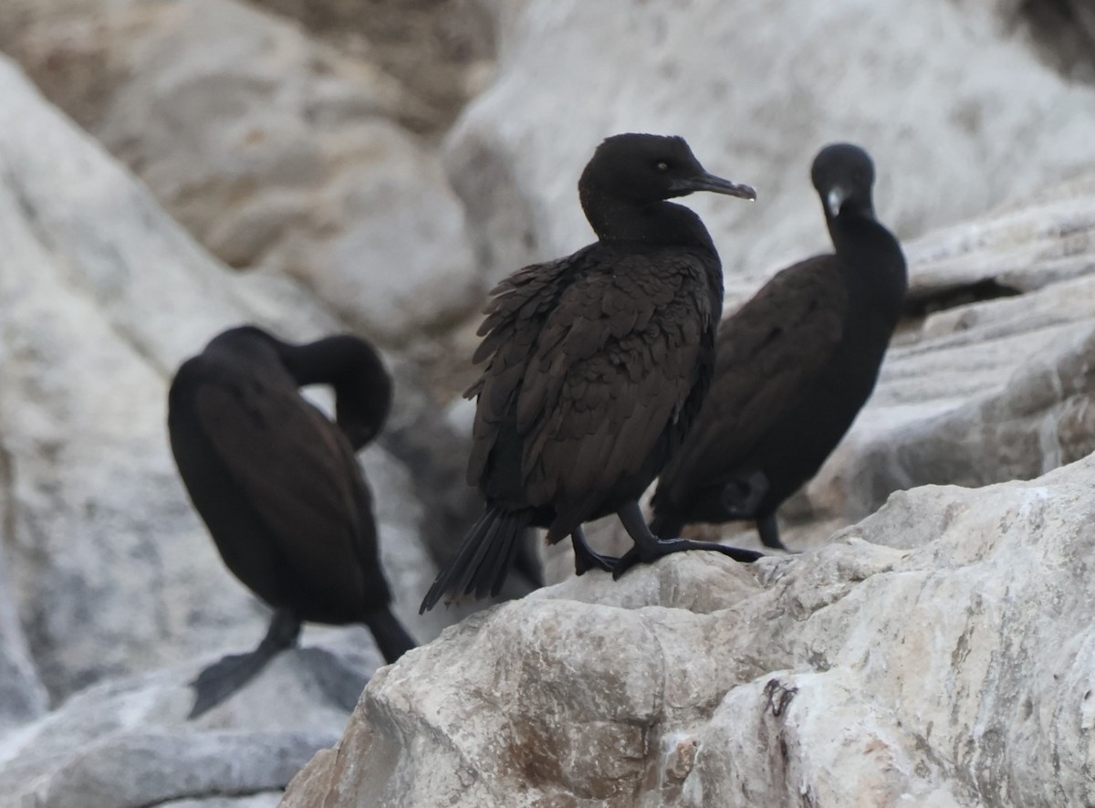 Cormoran des bancs - ML642557662