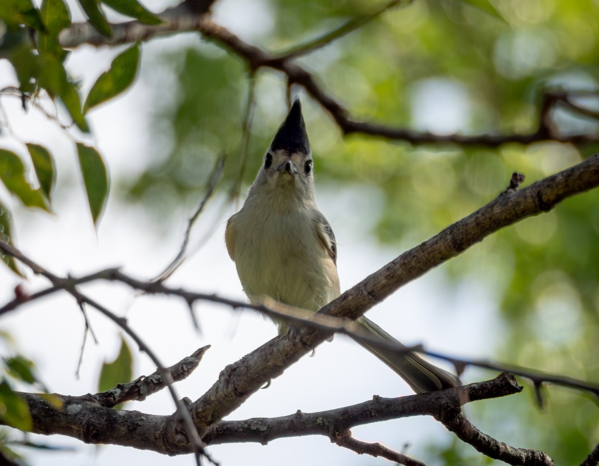 Black-crested Titmouse - ML642557674