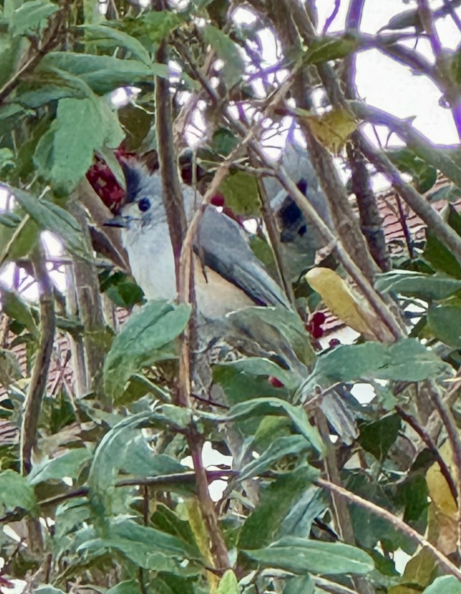 Black-crested Titmouse - ML642557680