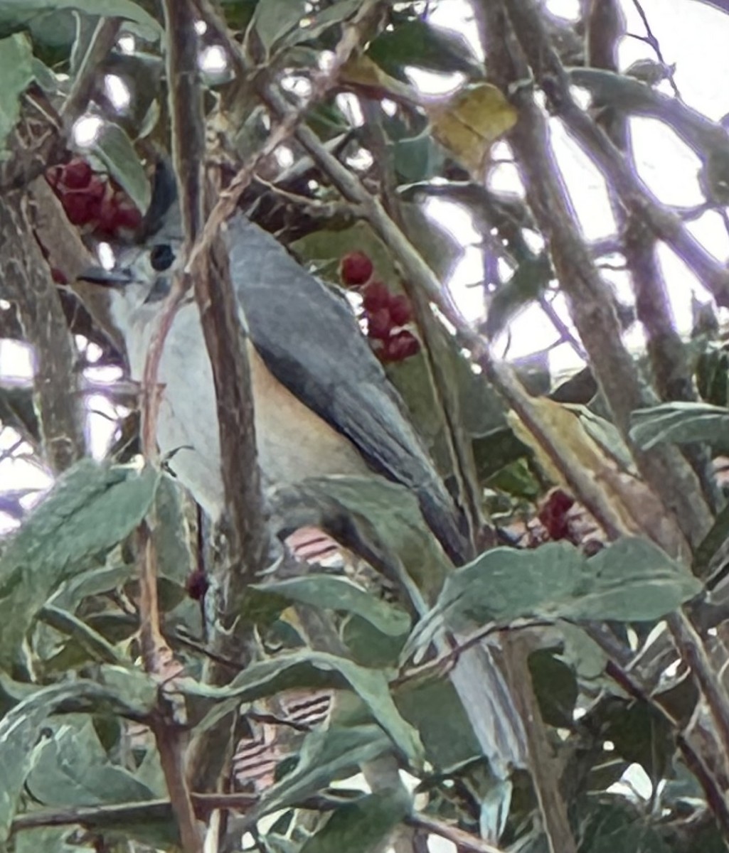 Black-crested Titmouse - ML642557681