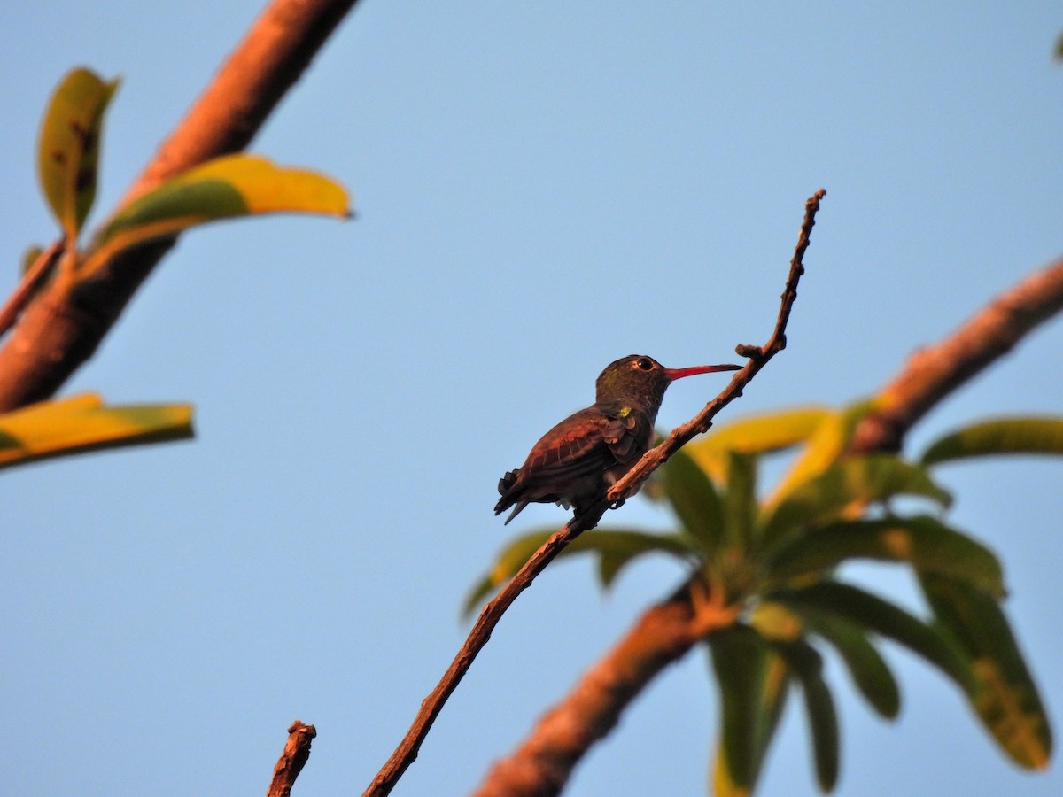 Buff-bellied Hummingbird - ML642557727