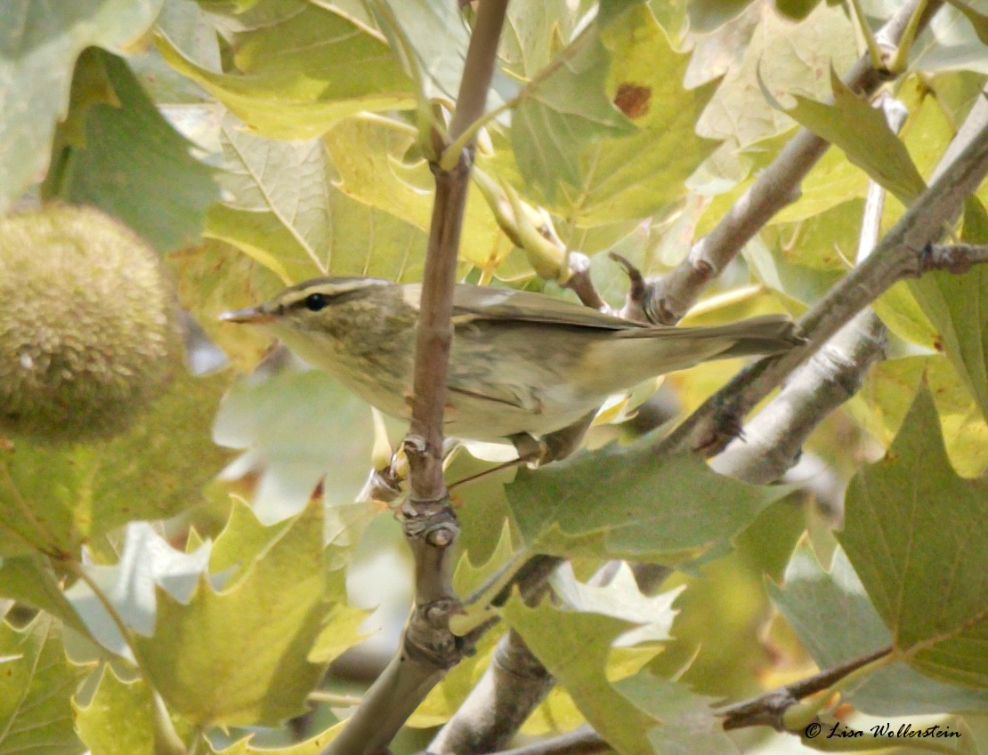 Arctic Warbler - ML642557744