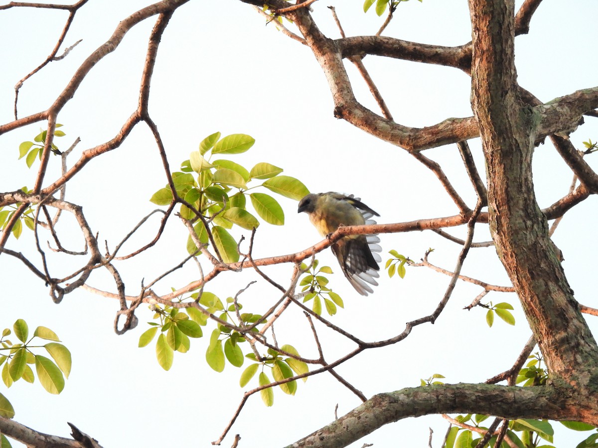 Yellow-winged Tanager - ML642557752