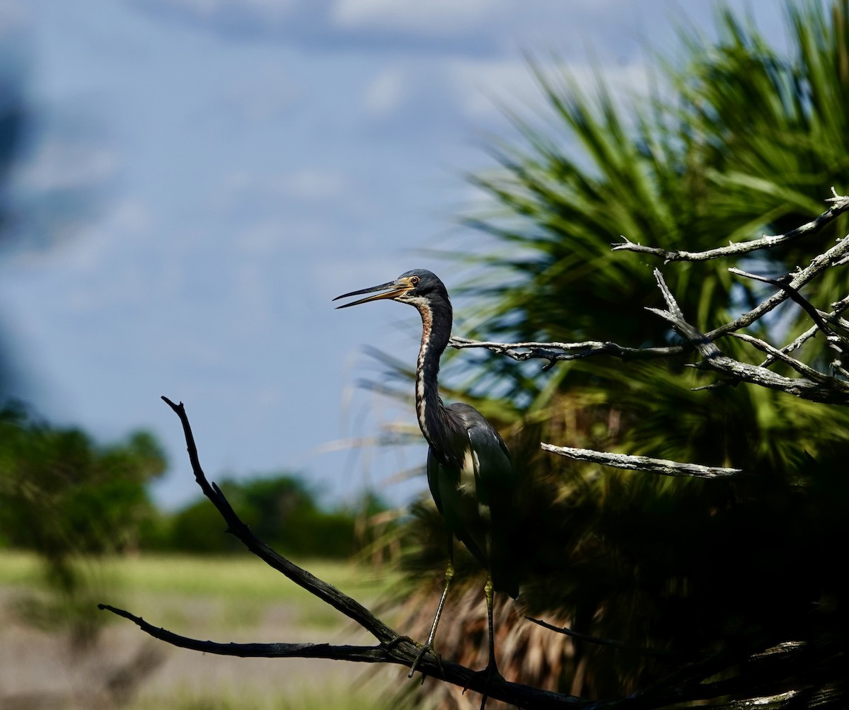 Tricolored Heron - ML642557753