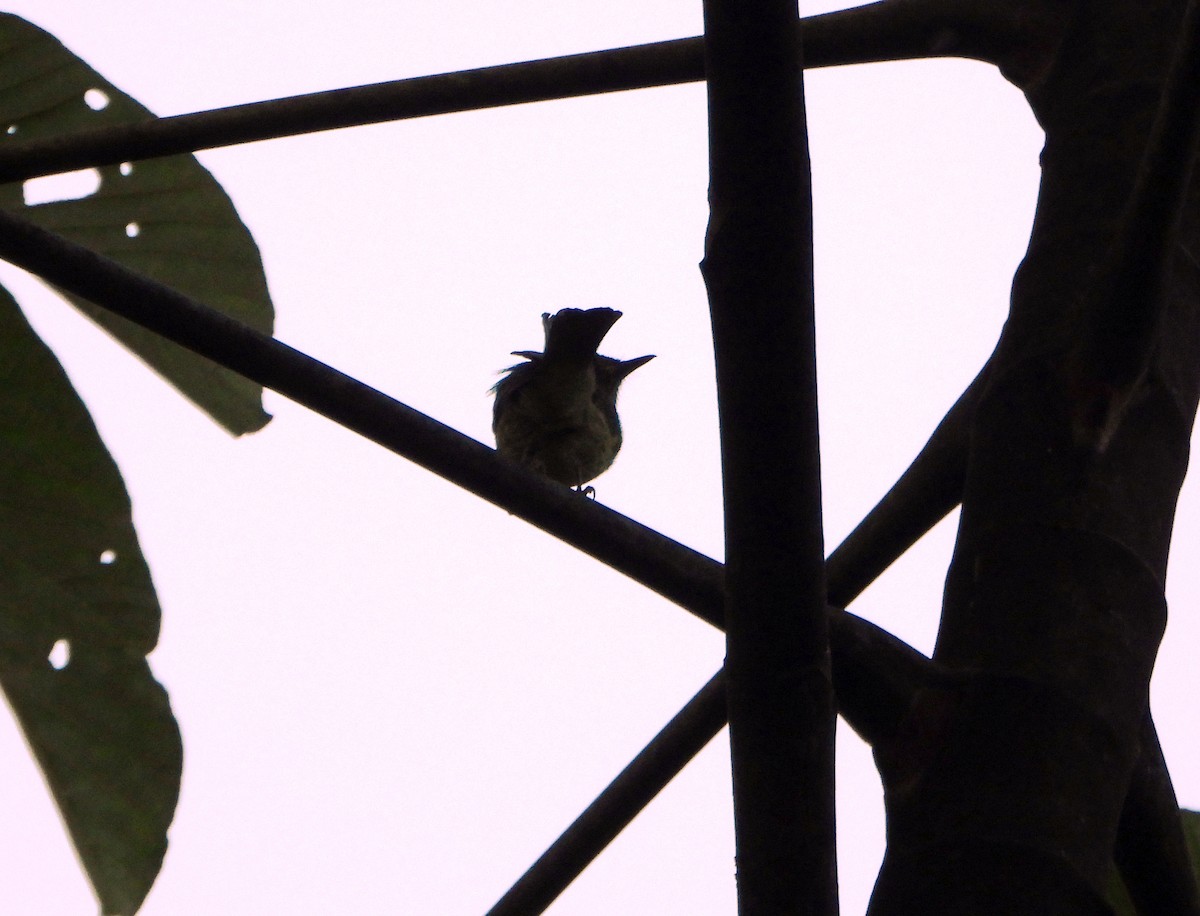 Olive-striped Flycatcher - ML642557797
