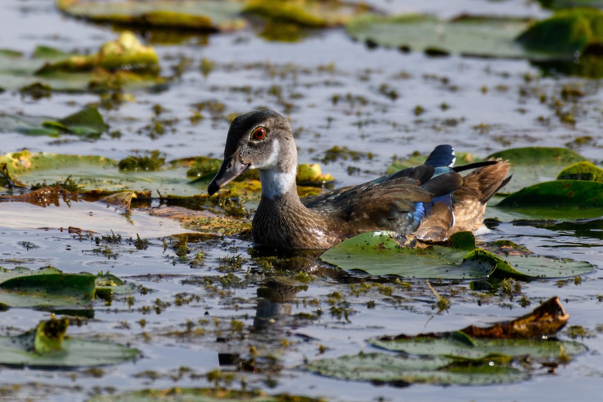 Canard branchu - ML642557817