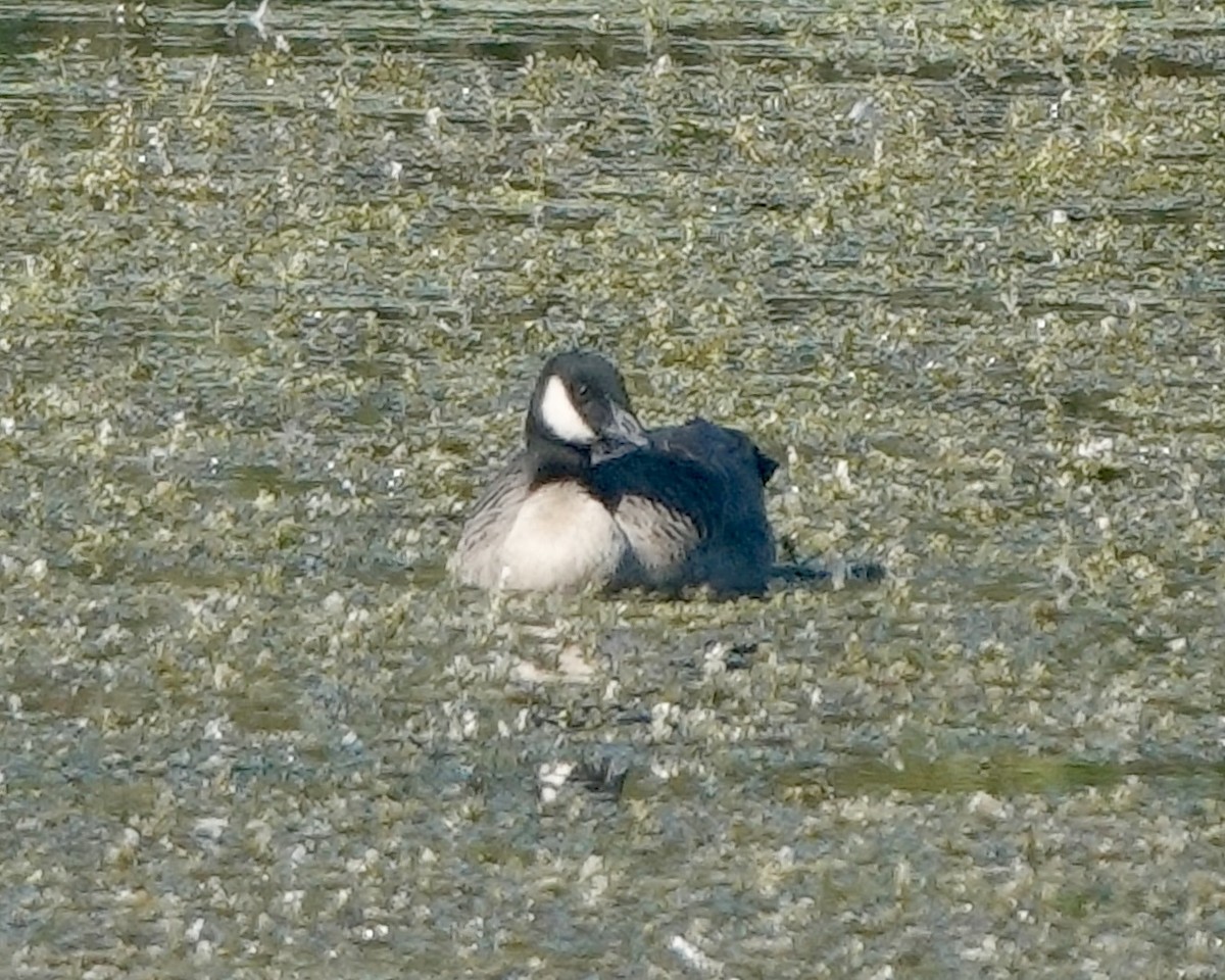 Branta kanadar txikia - ML642557826