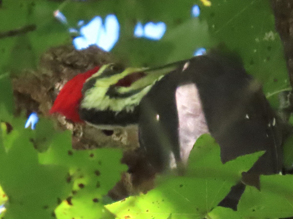 Pileated Woodpecker - ML642557841