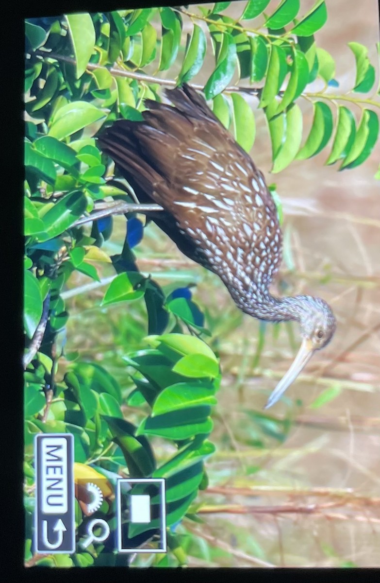 Limpkin - ML642557850