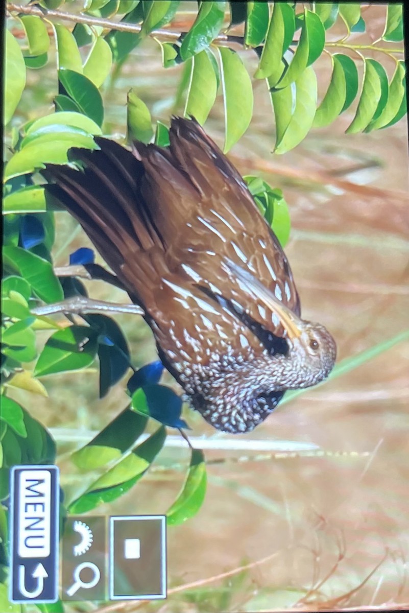 Limpkin - ML642557851
